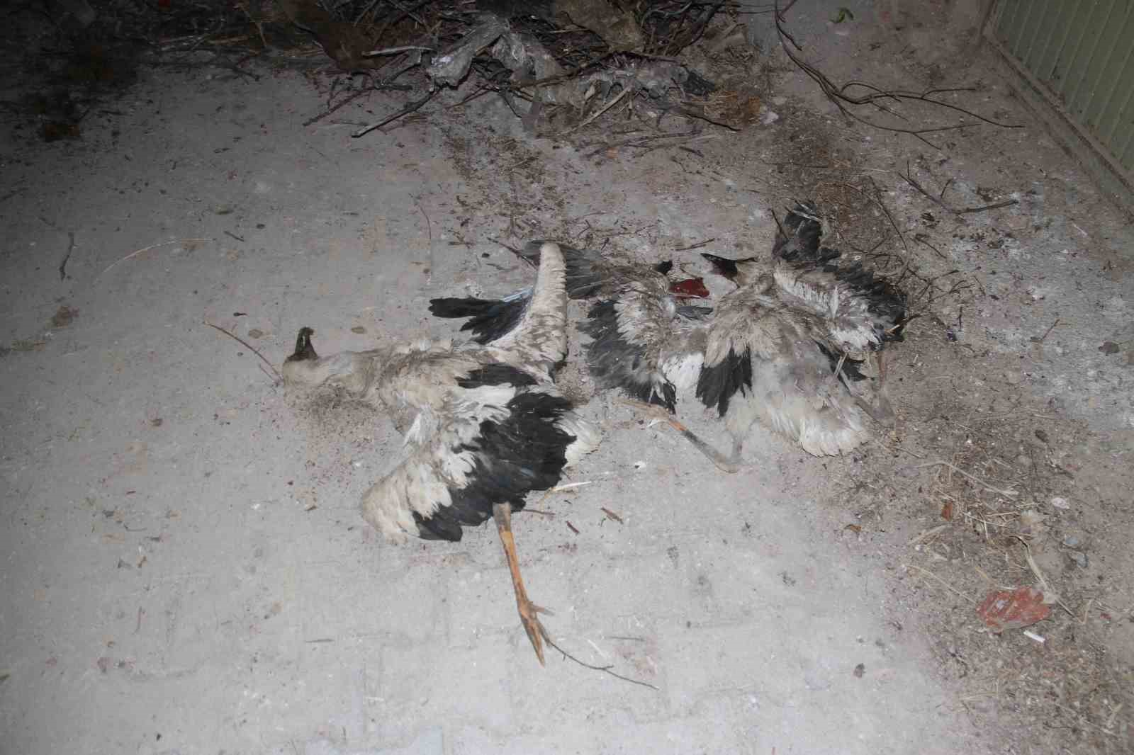 Yıkılan yuvadan düşen yavru leylekler telef oldu