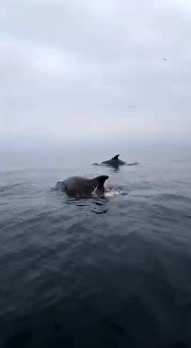 Mudanya sahilinde yunuslarla unutulmaz karşılaşma