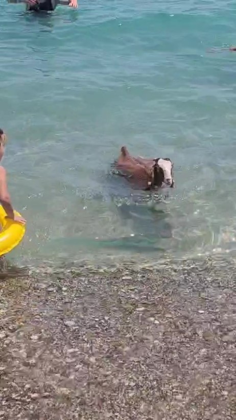 Hemcinsleri bı&ccedil;ak altına yatarken o deniz keyfi yaptı
