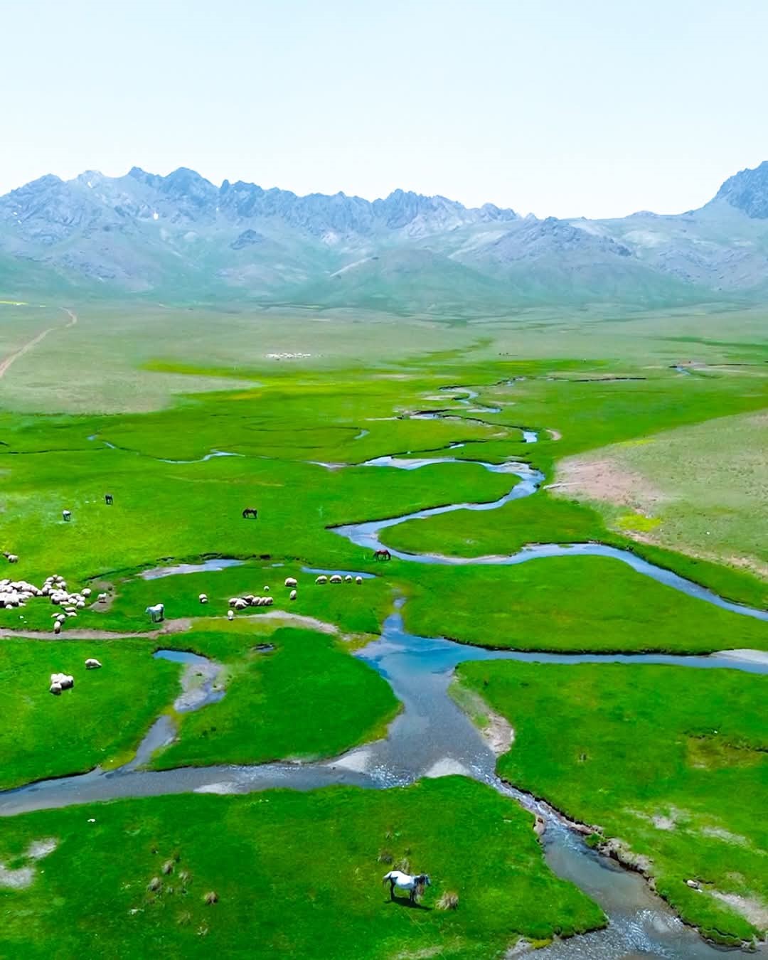 Alendeşt yaylası, menderesleri ve sarı çiçekleriyle büyülüyor