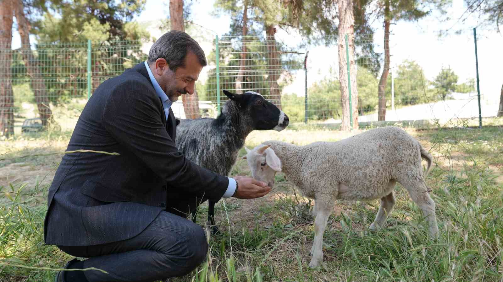 G&uuml;rsu&rsquo;ya butik hayvanat bah&ccedil;esi
