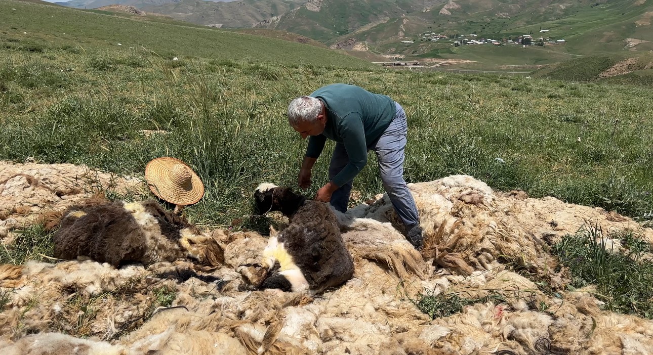 Y&uuml;ksekova&rsquo;da koyun kırkma mesaisi başladı
