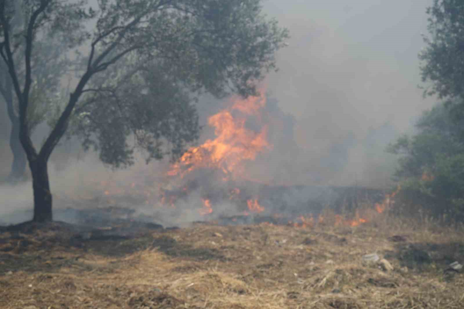 Edremit&rsquo;te zeytinlik alanda yangın başladı
