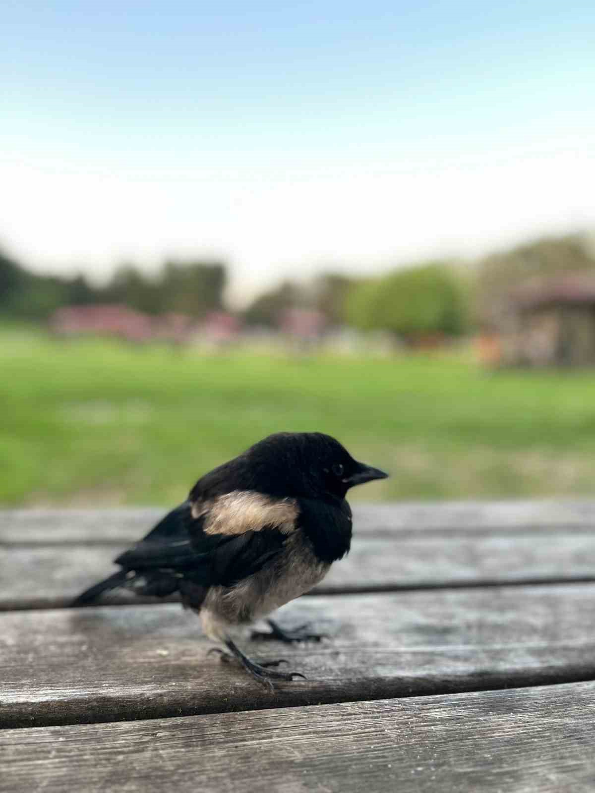 Yavru kargaya bardakla su verdiler, elleriyle beslediler
