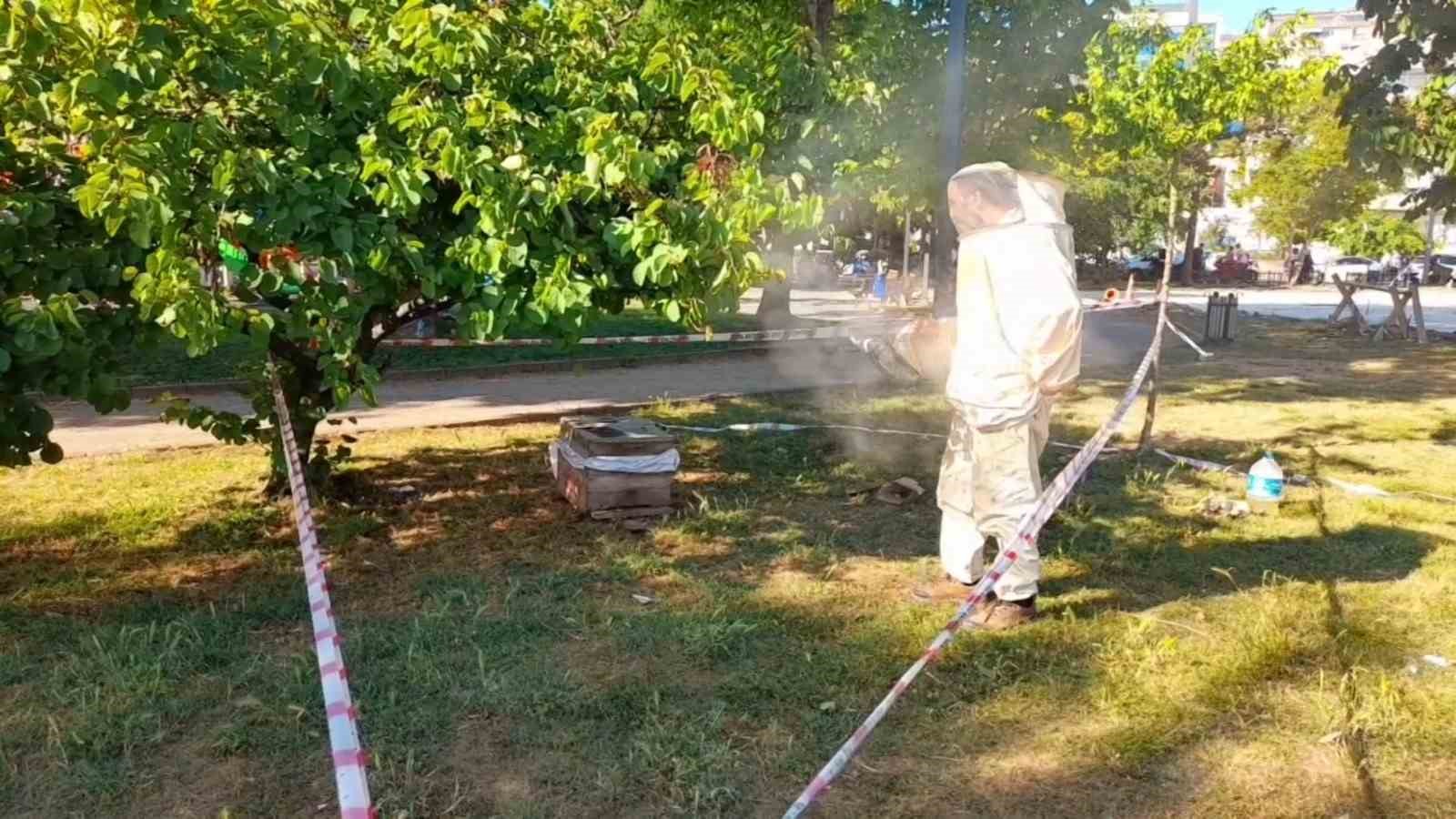 Sinop kent merkezinde arılar ağaca oğul verdi
