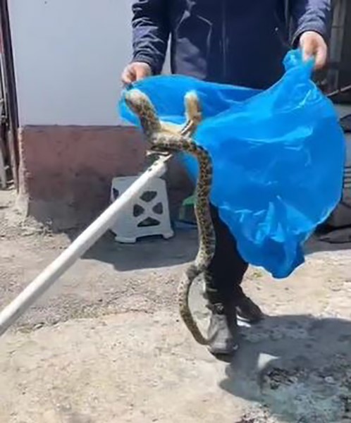 Ankara&rsquo;da aracın altına giren yılan &ccedil;ıkarıldı
