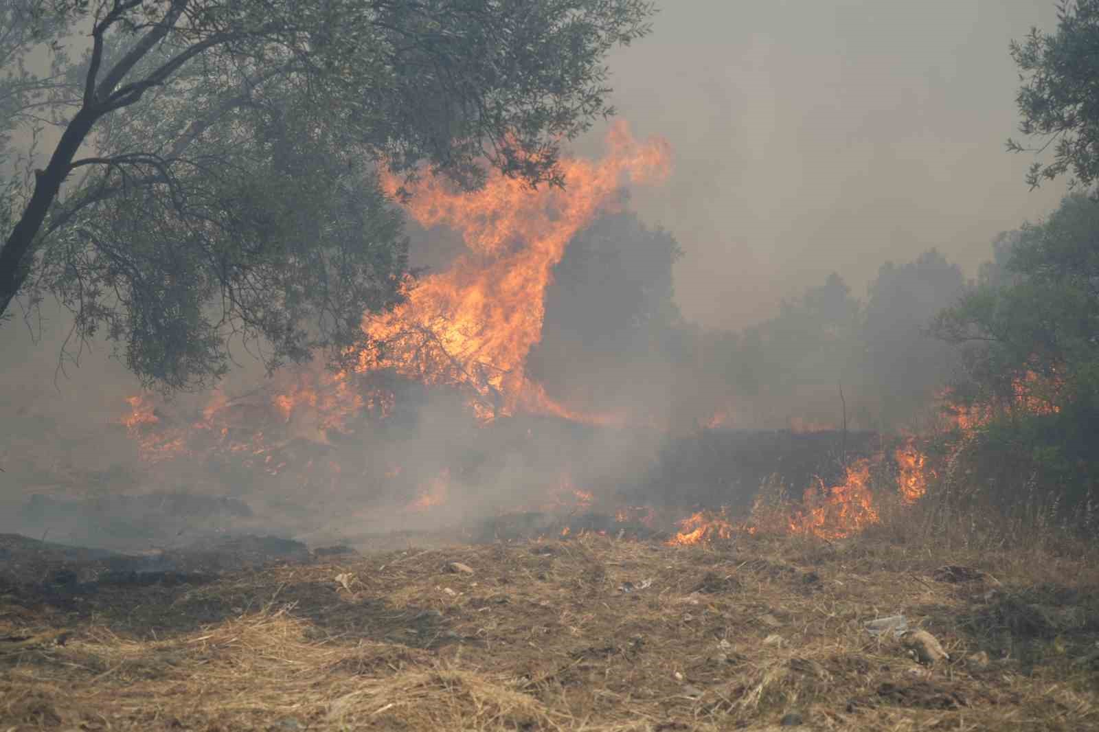 Zeytinlik alandaki yangın kısmen kontrol altına alındı
