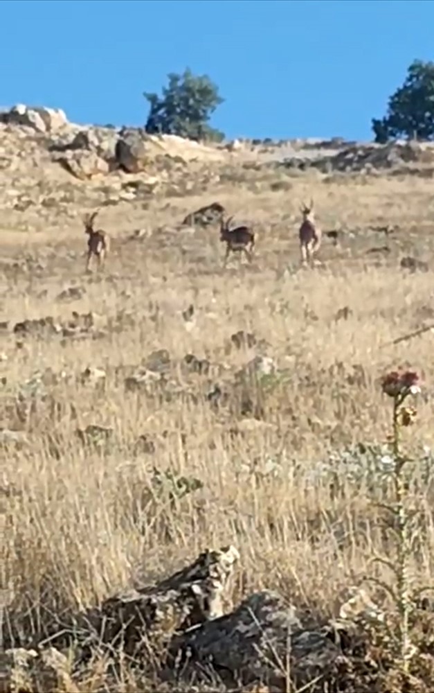 Nesli tehdit altındaki dağ ke&ccedil;ileri Mardin kırsalında g&ouml;r&uuml;nt&uuml;lendi
