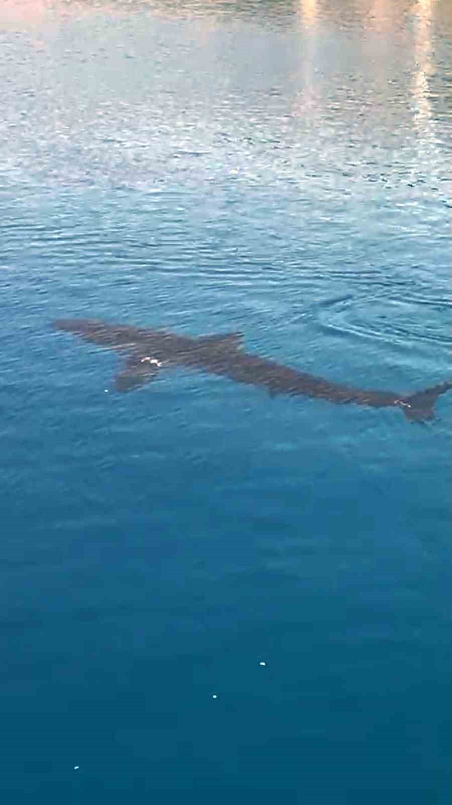 Gökova Körfezinde Beyaz Kum Köpekbalığı sürprizi