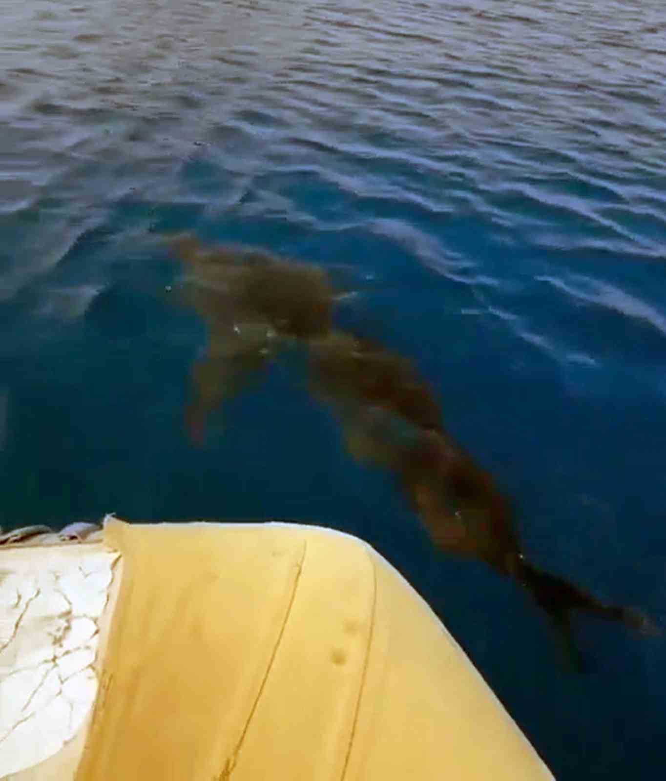 G&ouml;kova K&ouml;rfezinde Beyaz Kum K&ouml;pekbalığı s&uuml;rprizi
