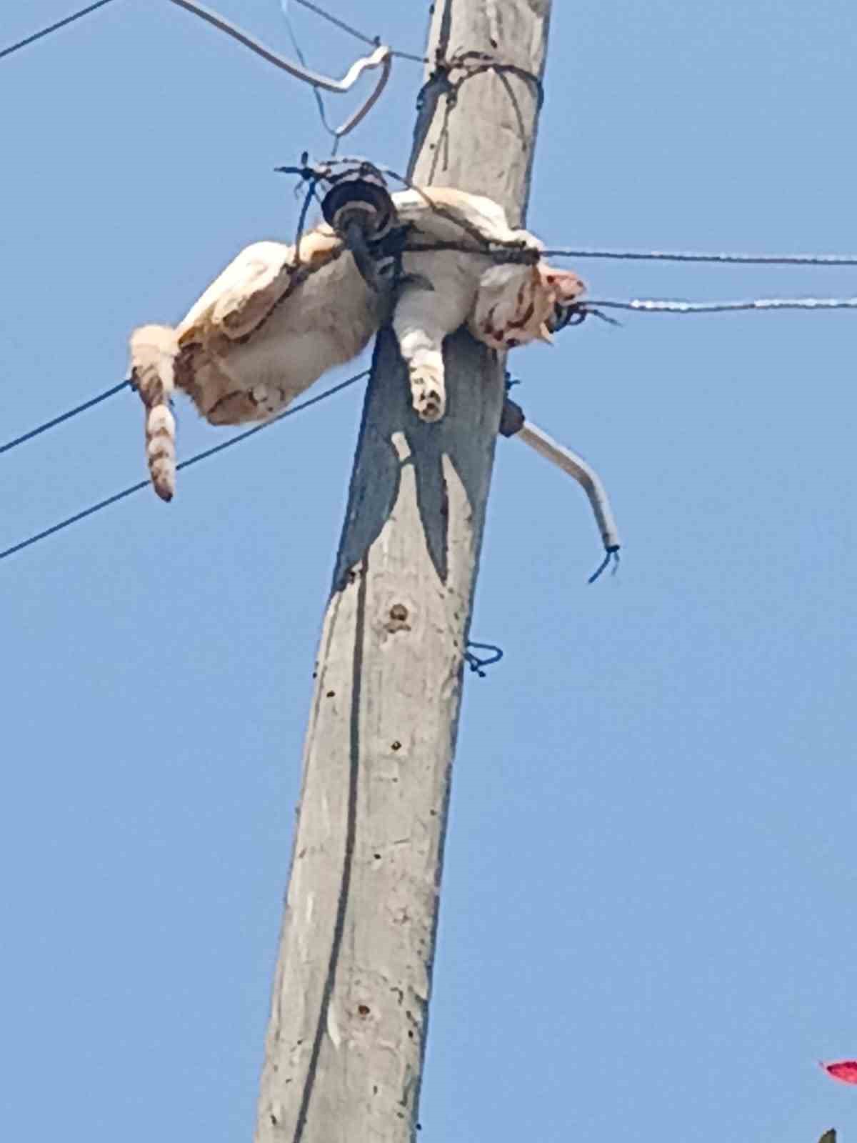 Kars’ta elektrik direğinde mahsur kalan kedi kurtarıldı