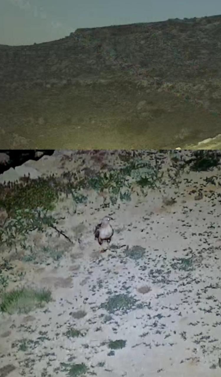 Yayladaki evin bahçesi yabani hayvanların mekanı oldu