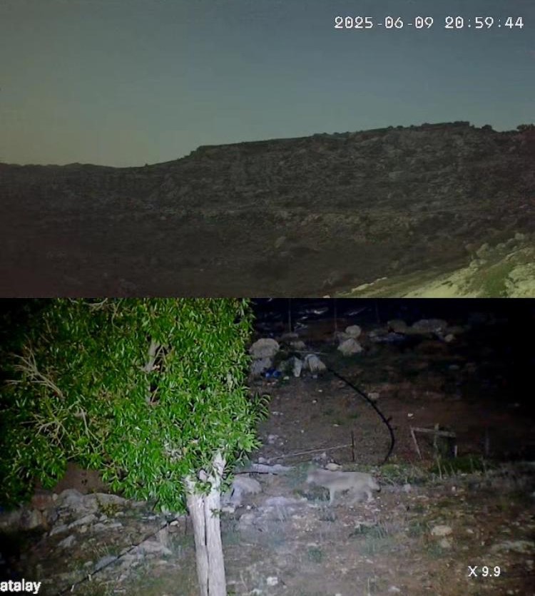 Yayladaki evin bah&ccedil;esi yabani hayvanların mekanı oldu
