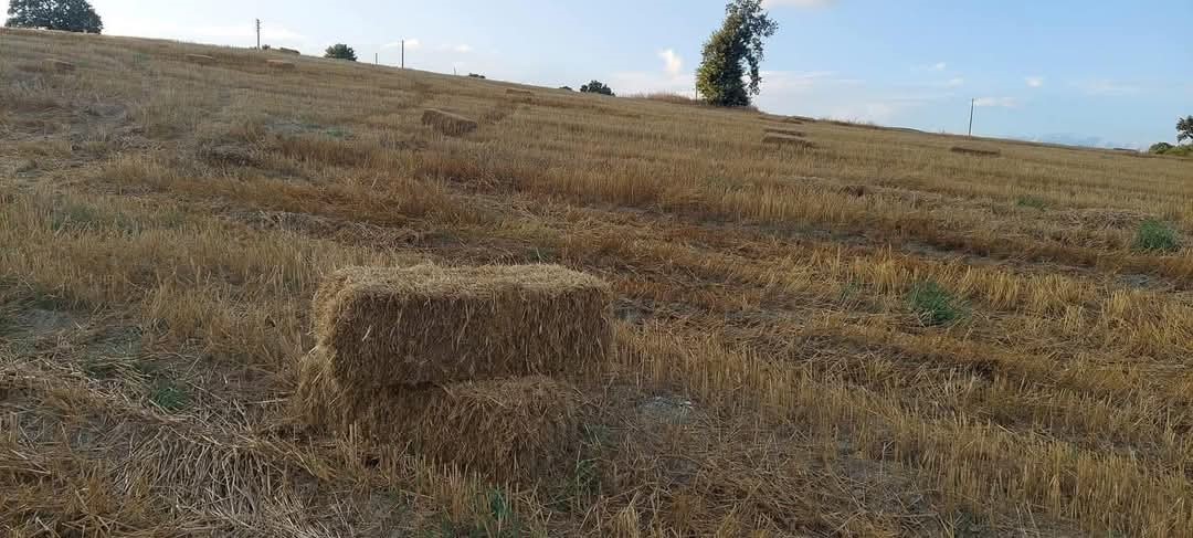 Selendi’de 2025 yılı biçer-döver ücretleri belli oldu