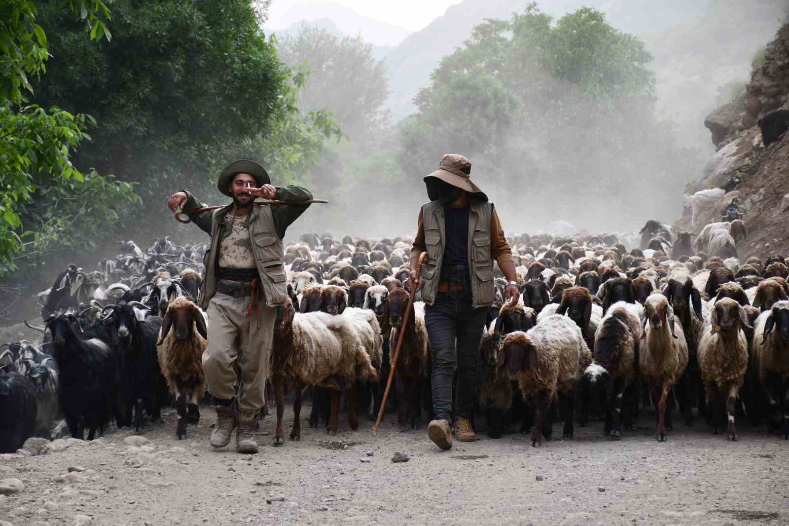 Göçerler, yaklaşık 300 bin küçükbaş hayvanı 4 ay yaylada besleyecek