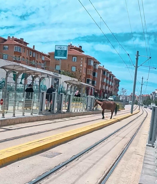 Tramvay rayları üzerindeki başı boş at şaşırttı

