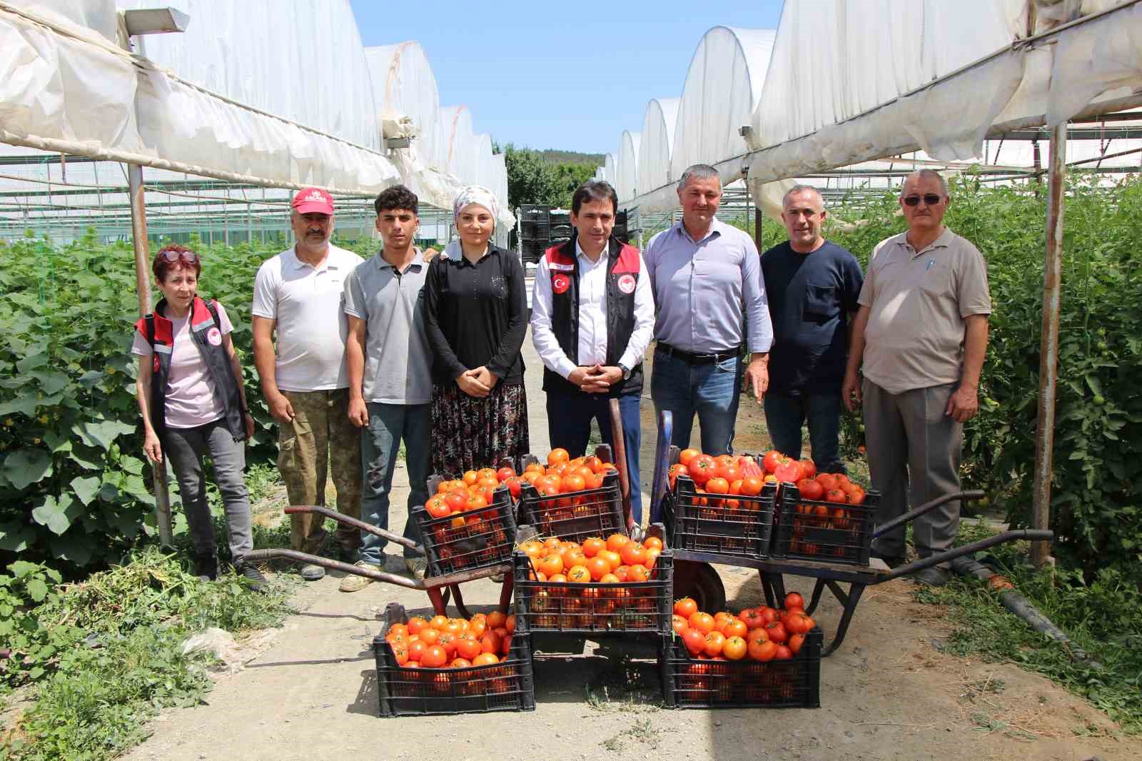 ‘Küçük Antalya’ Amasya’da domates hasadı başladı