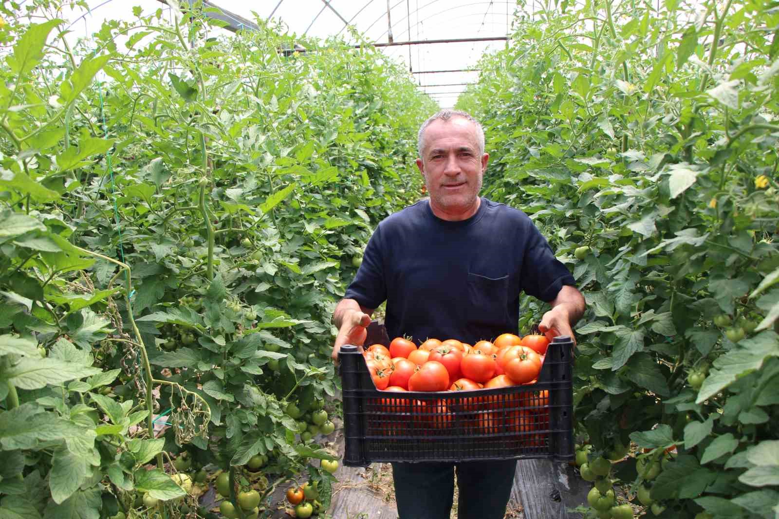 ‘Küçük Antalya’ Amasya’da domates hasadı başladı