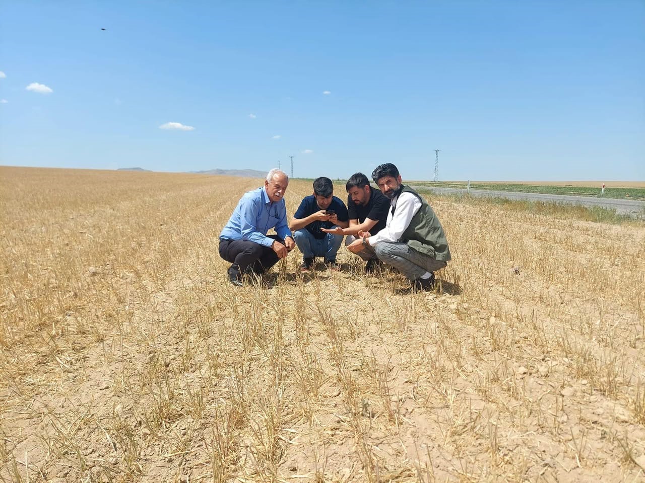 Kulu’da hububatı kuraklık vurdu