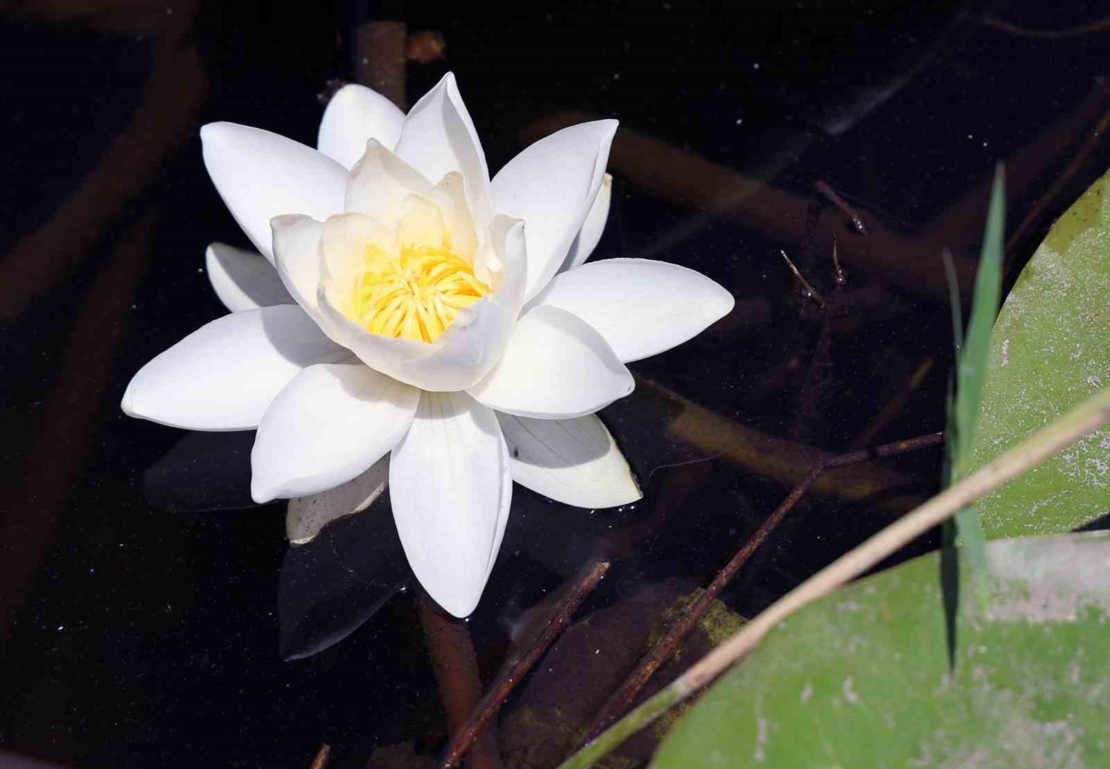 Bu çiçek, özellikleri ile dünyada tek