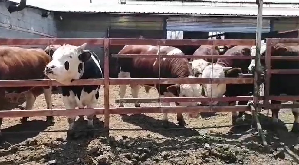 7 hisseli kurbandan umre  ziyareti çıktı çifte bayram yaşadı