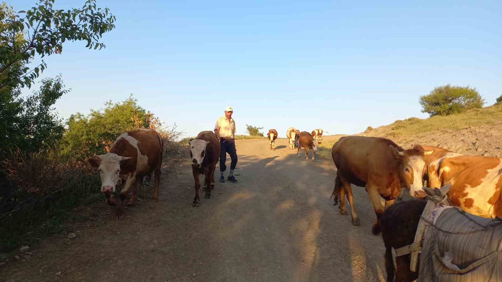 Çobanlık kıymete bindi

