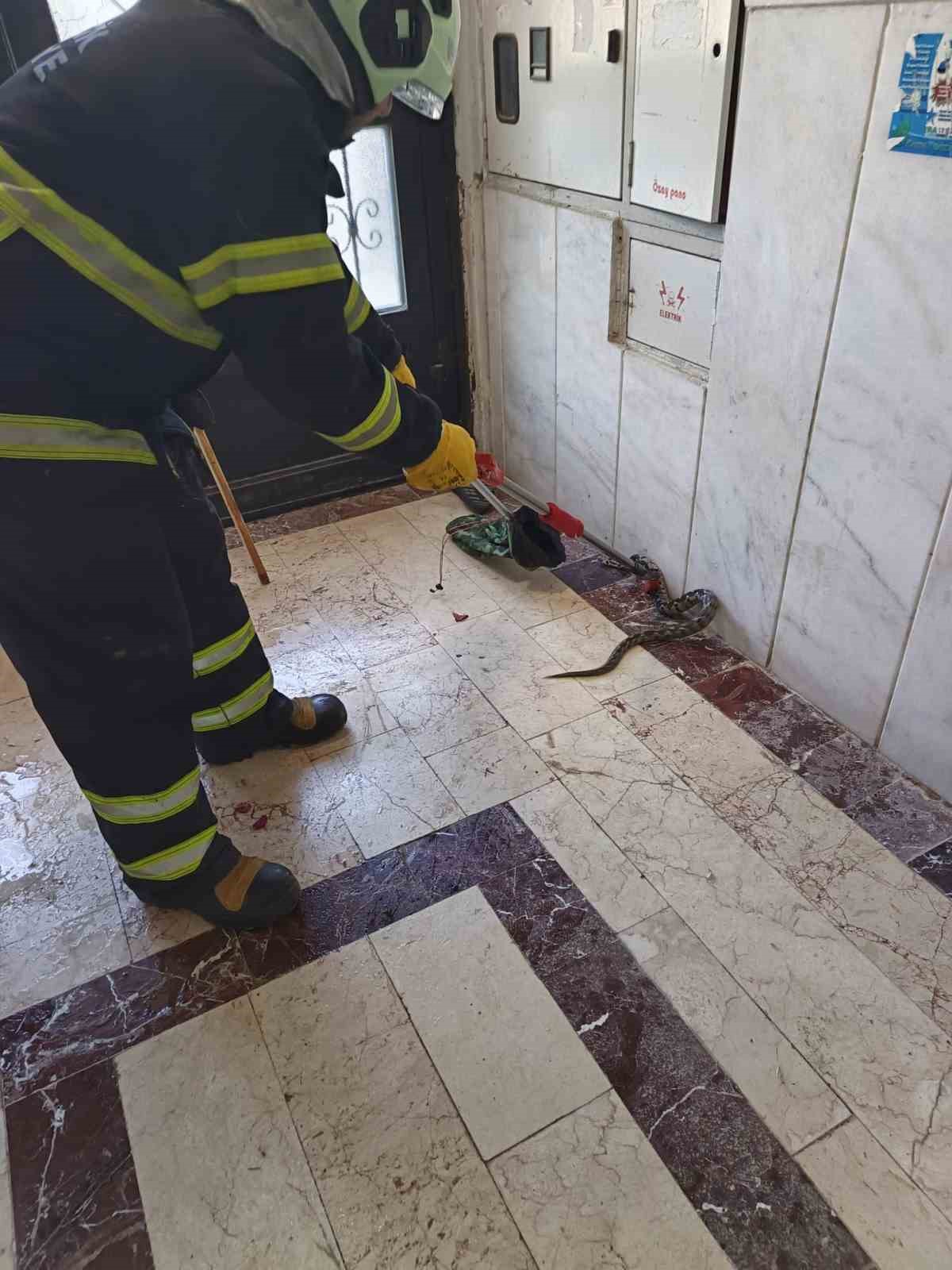 Bilecik’te bir apartmana giren yılan itfaiye ekiplerince yakalandı