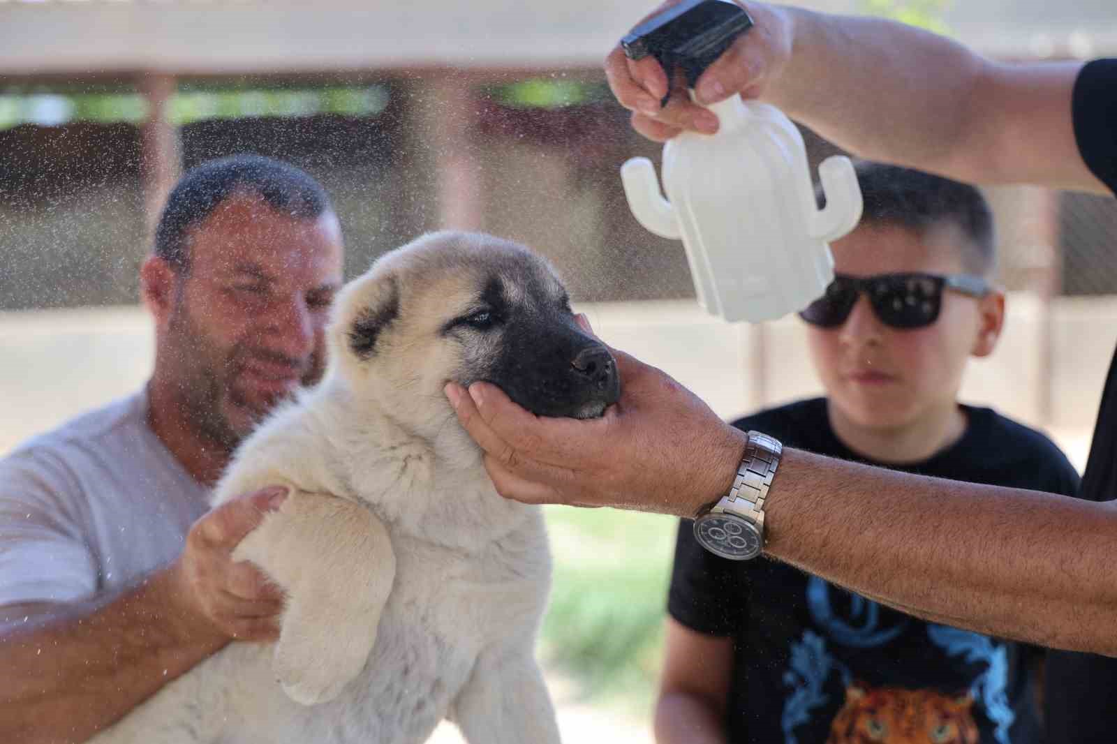 Bölgenin kabusu olan kenelerden korunmak için doğal karışım hazırladı
