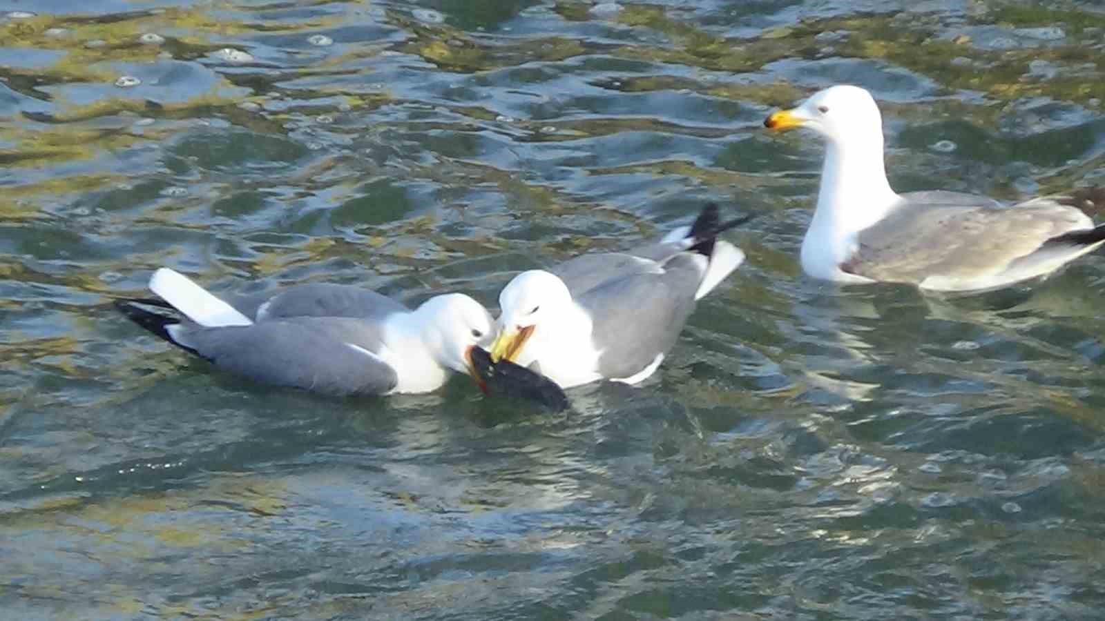 Martıların balık kavgası