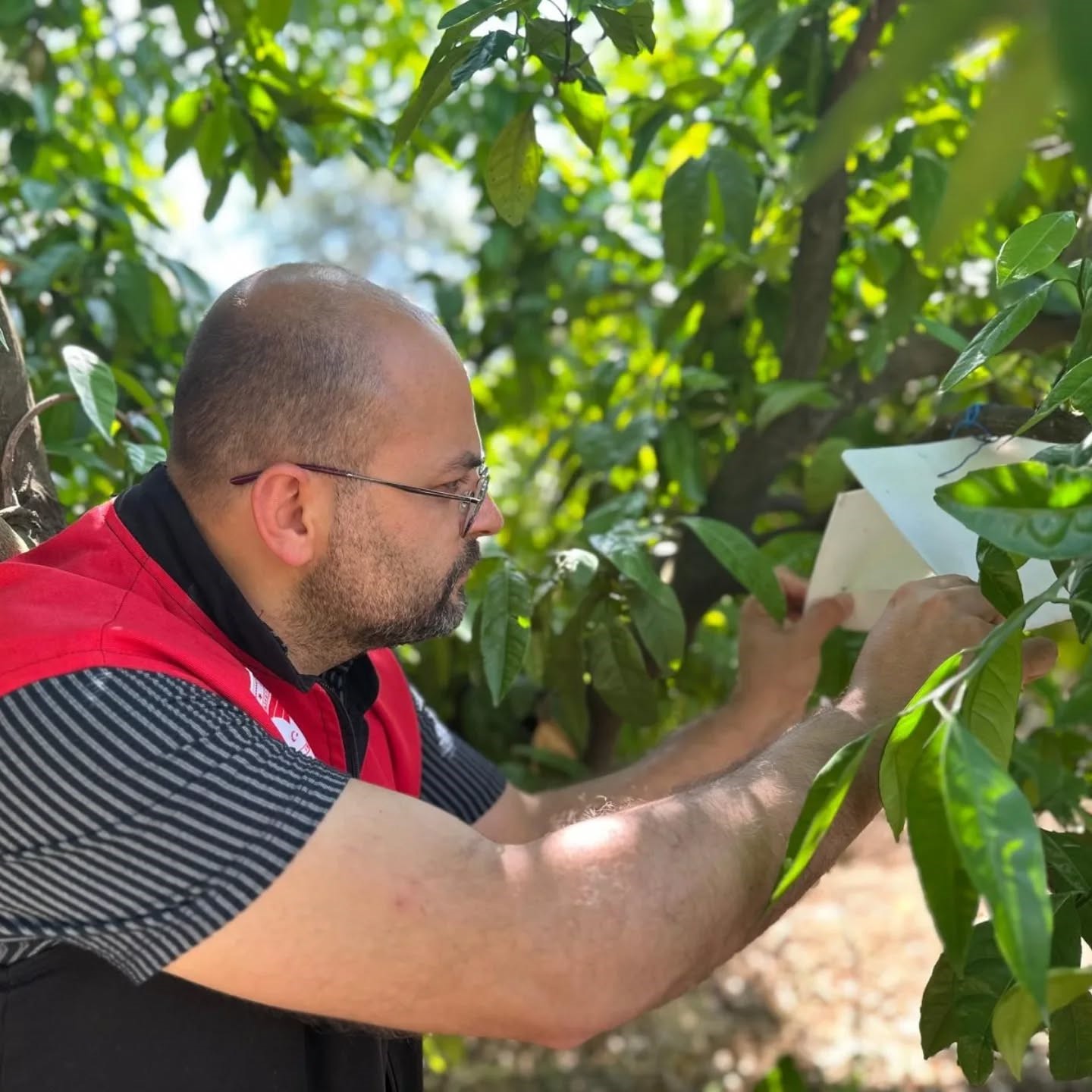 Edremit’te Akdeniz meyve sineği takibi sürüyor