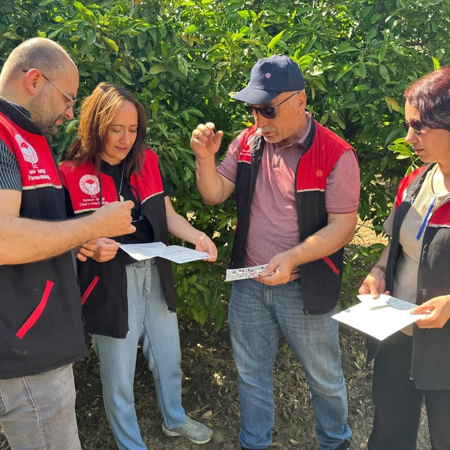 Edremit’te Akdeniz meyve sineği takibi sürüyor
