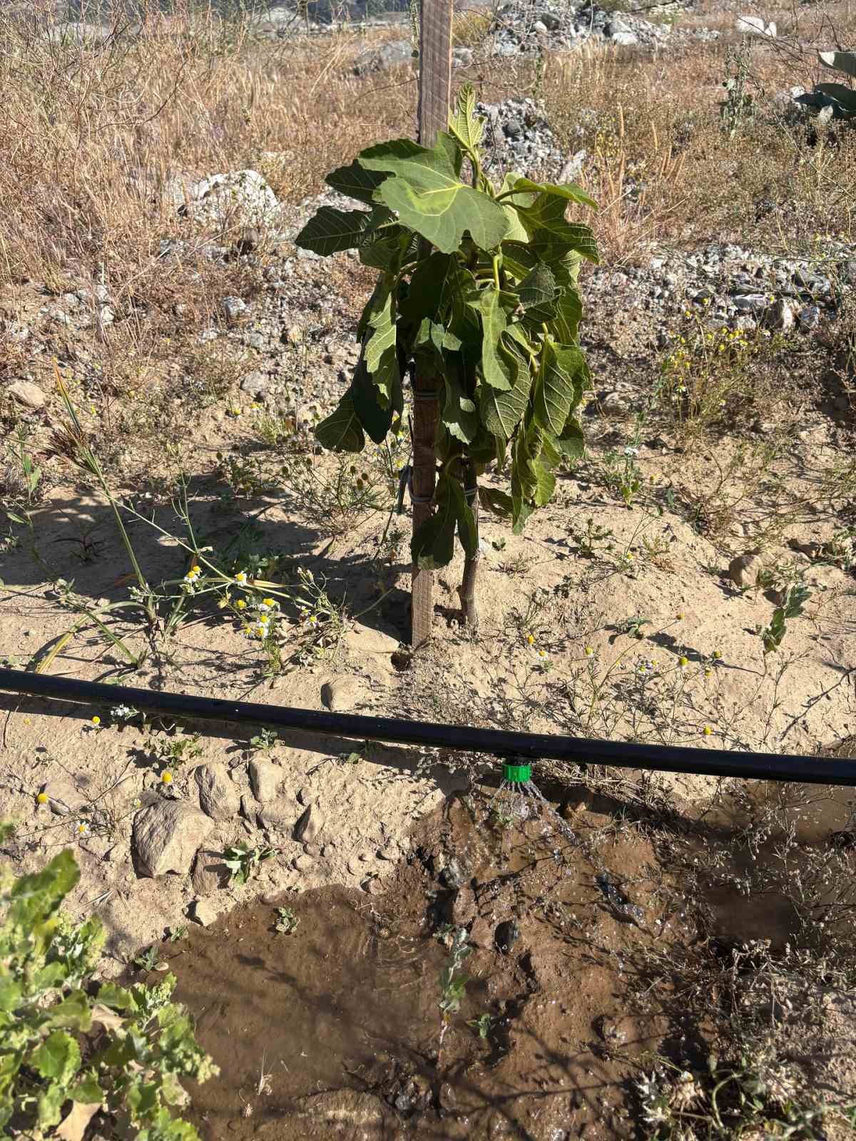 Aydın’ın ilek bahçesi yeşerdi
