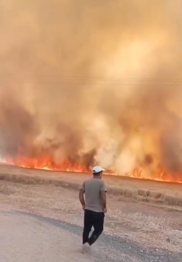 Harran Ovası’nda 40 dönüm ekili arazi yandı
