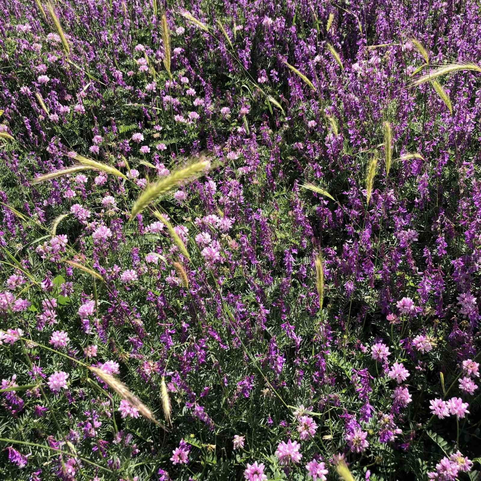Arapgir kırsalında renk cümbüşü