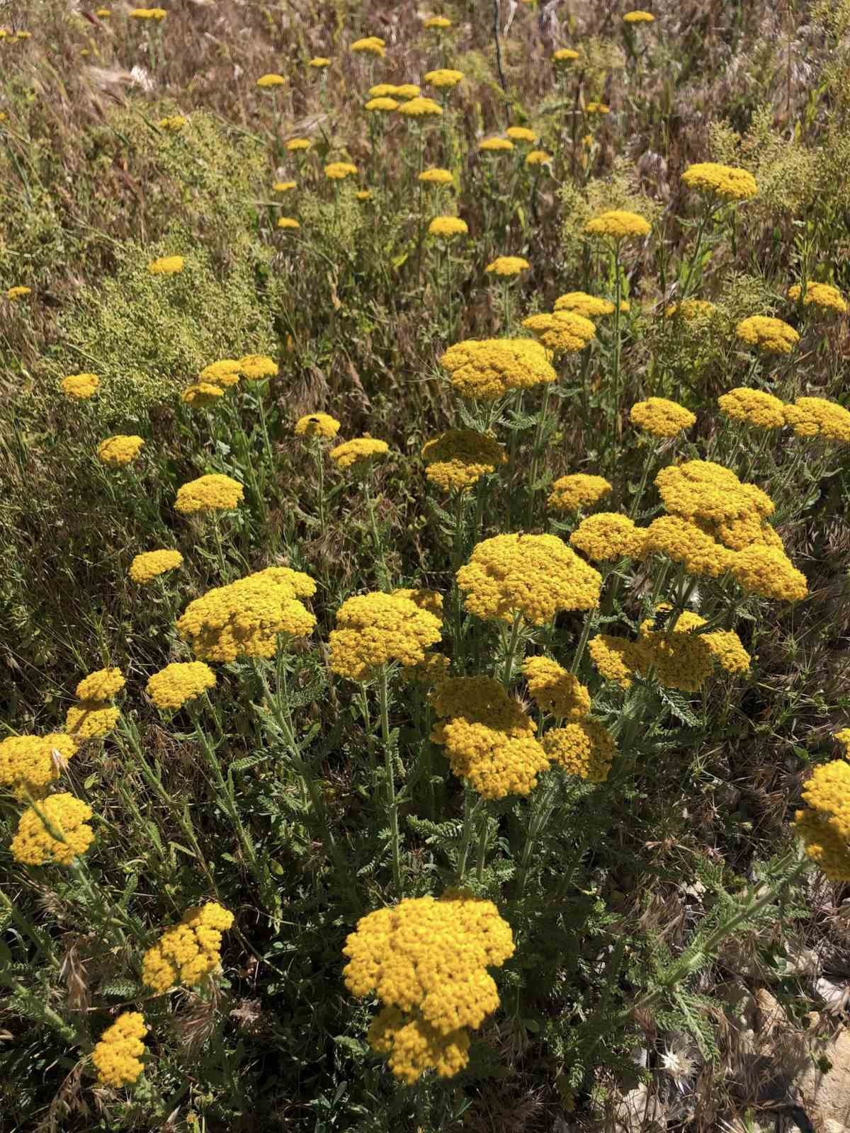 Arapgir kırsalında renk c&uuml;mb&uuml;ş&uuml;
