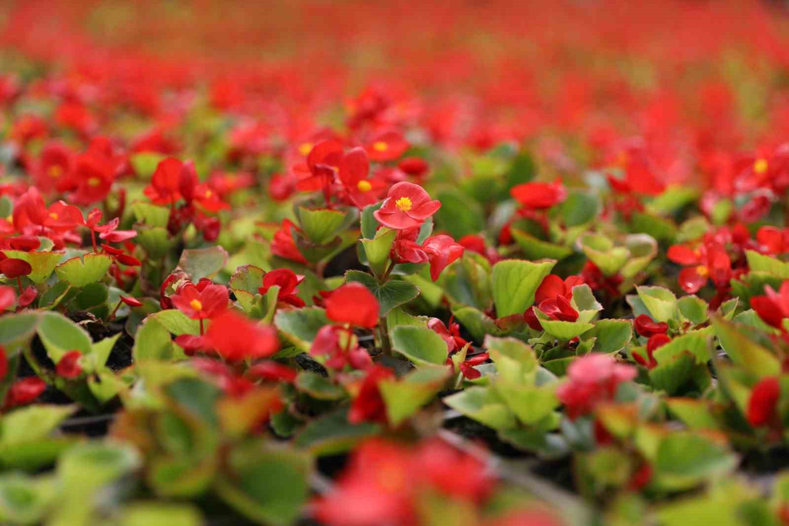 Atıklardan enerji, ısıdan çiçek: Samsun’da çevre dostu dönüşüm örneği
