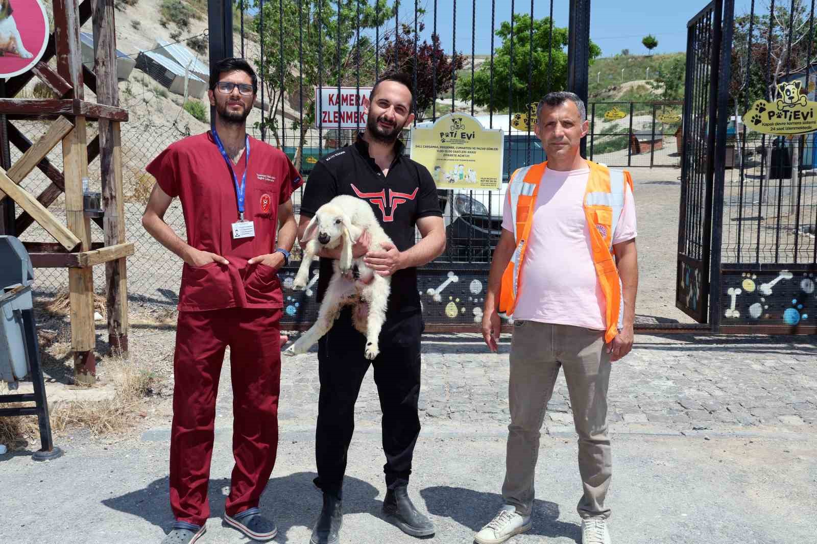 Kurban Bayramı&rsquo;nda ka&ccedil;an hayvanları, belediye sahibine teslim etti
