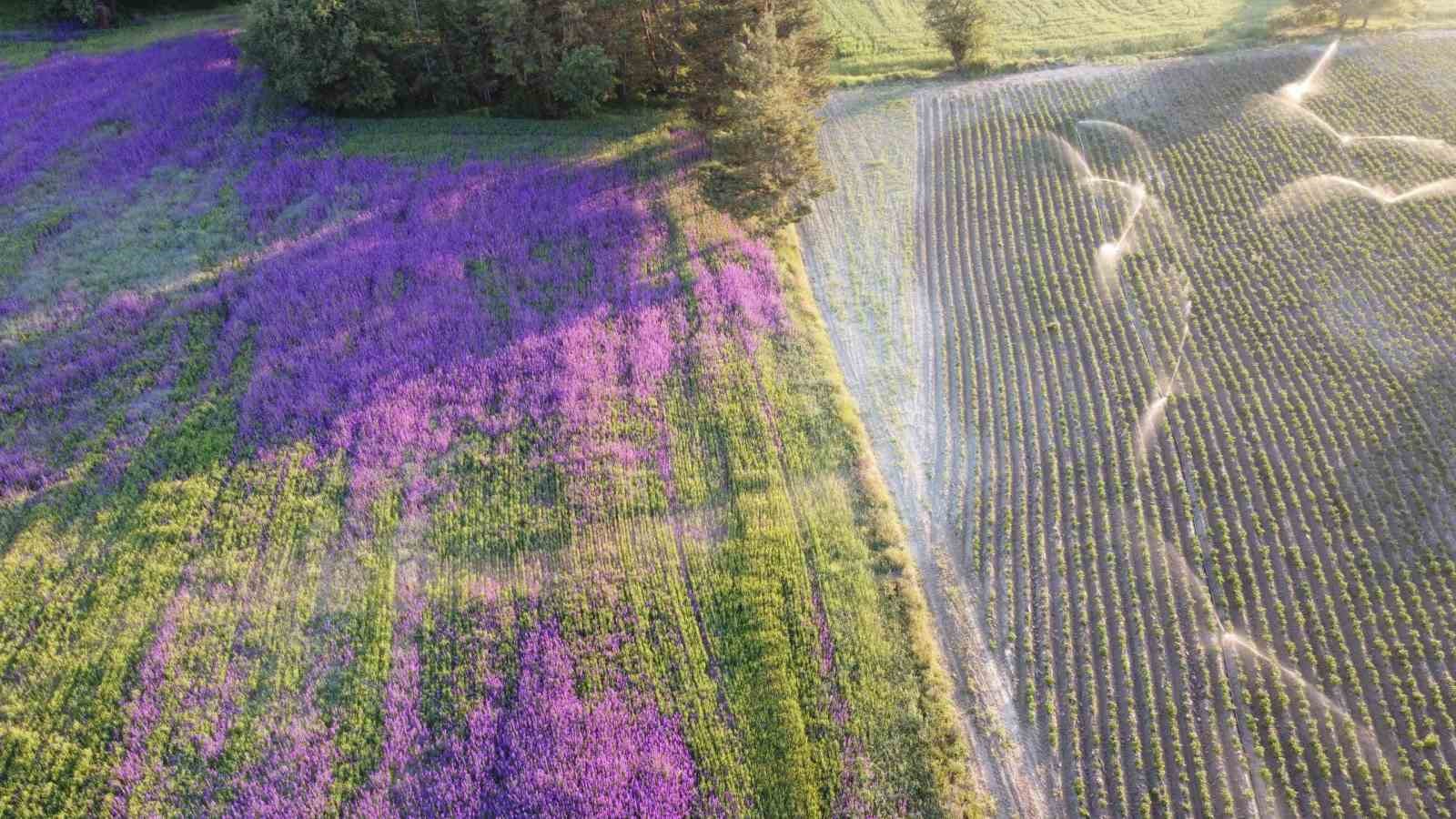 Buğday tarlası çiçek bahçesine döndü: "Yoldan geçenler merak edip fotoğraf çekiyorlar"