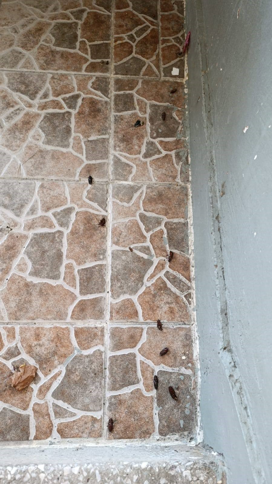 Mahalleyi b&ouml;cekler bastı, vatandaşlar tedirgin oldu
