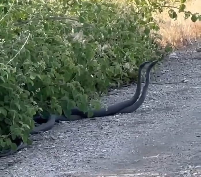 Malatya’da yılanların çiftleşme dansı kameraya yansıdı