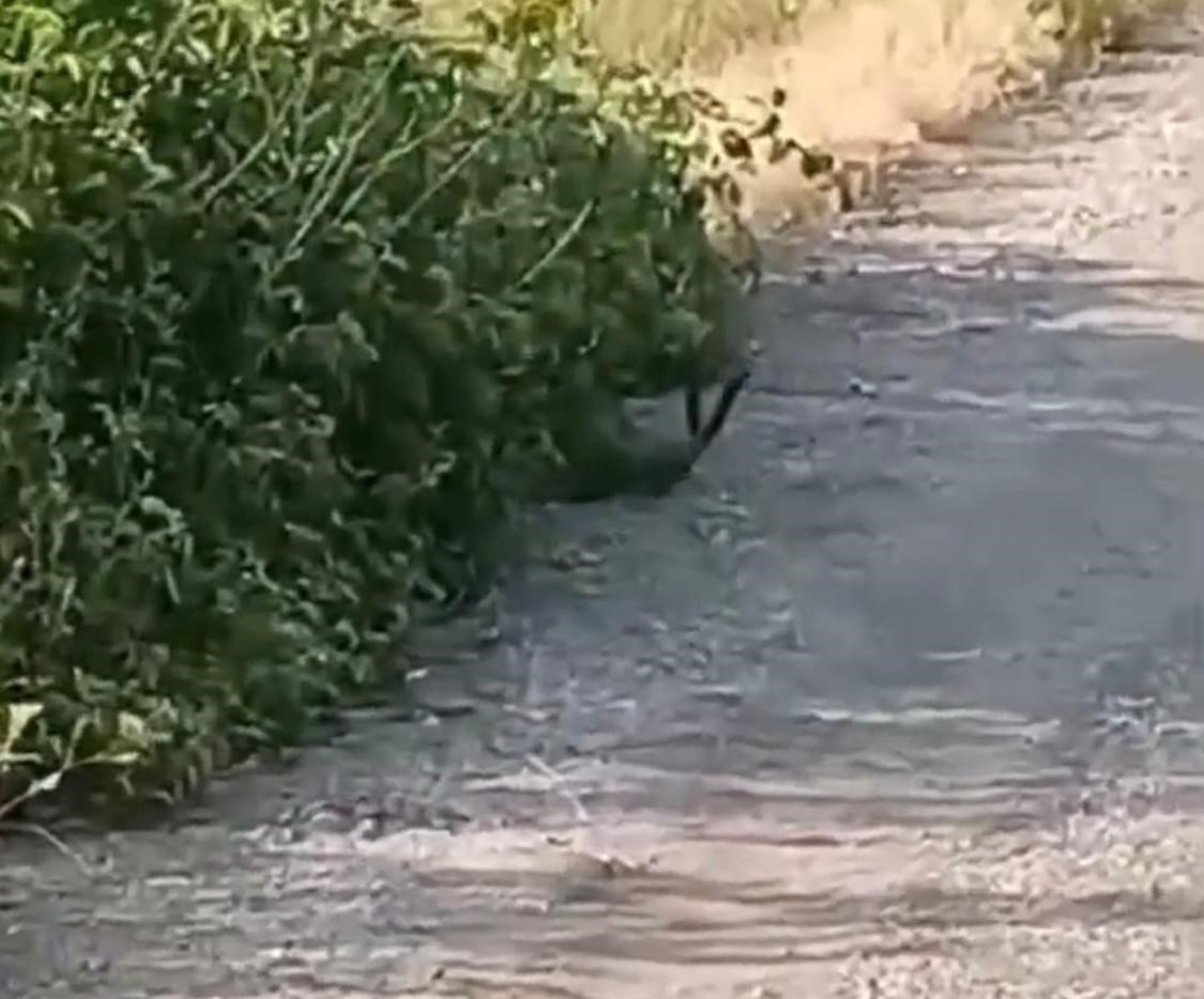 Malatya&rsquo;da yılanların &ccedil;iftleşme dansı kameraya yansıdı
