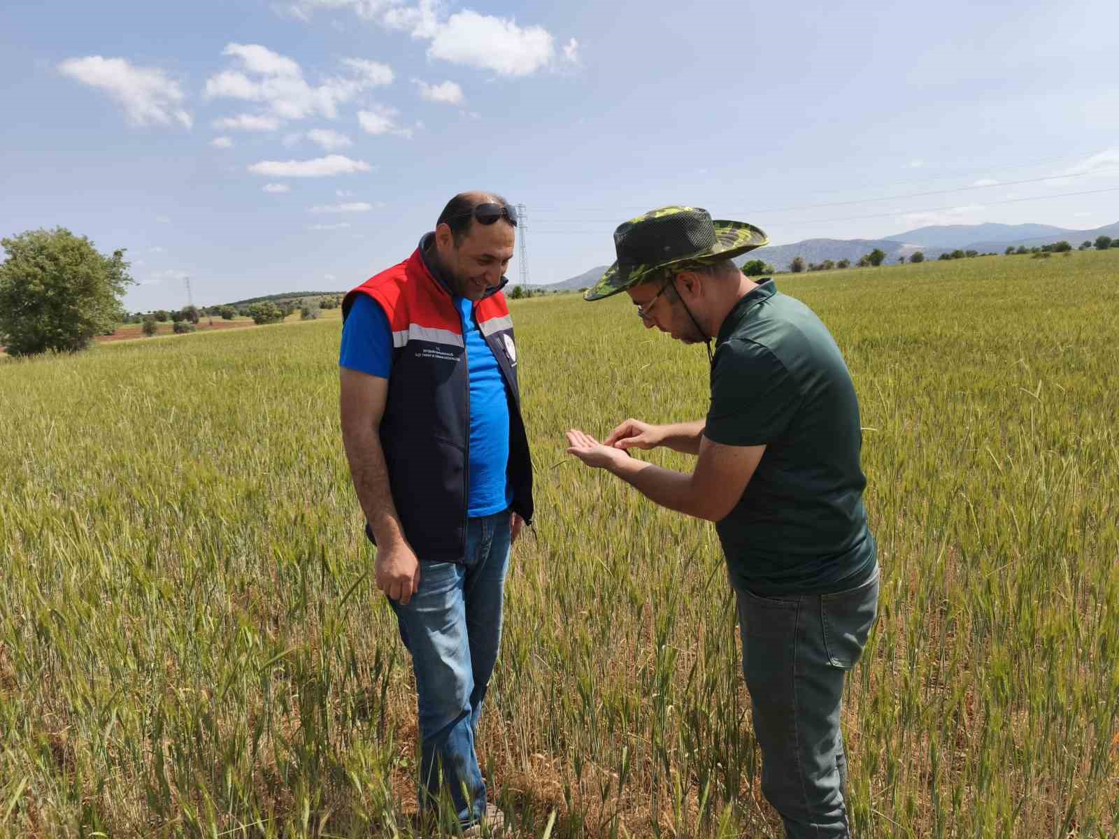 Beyşehir’de hububat ekili alanlara yakın takip