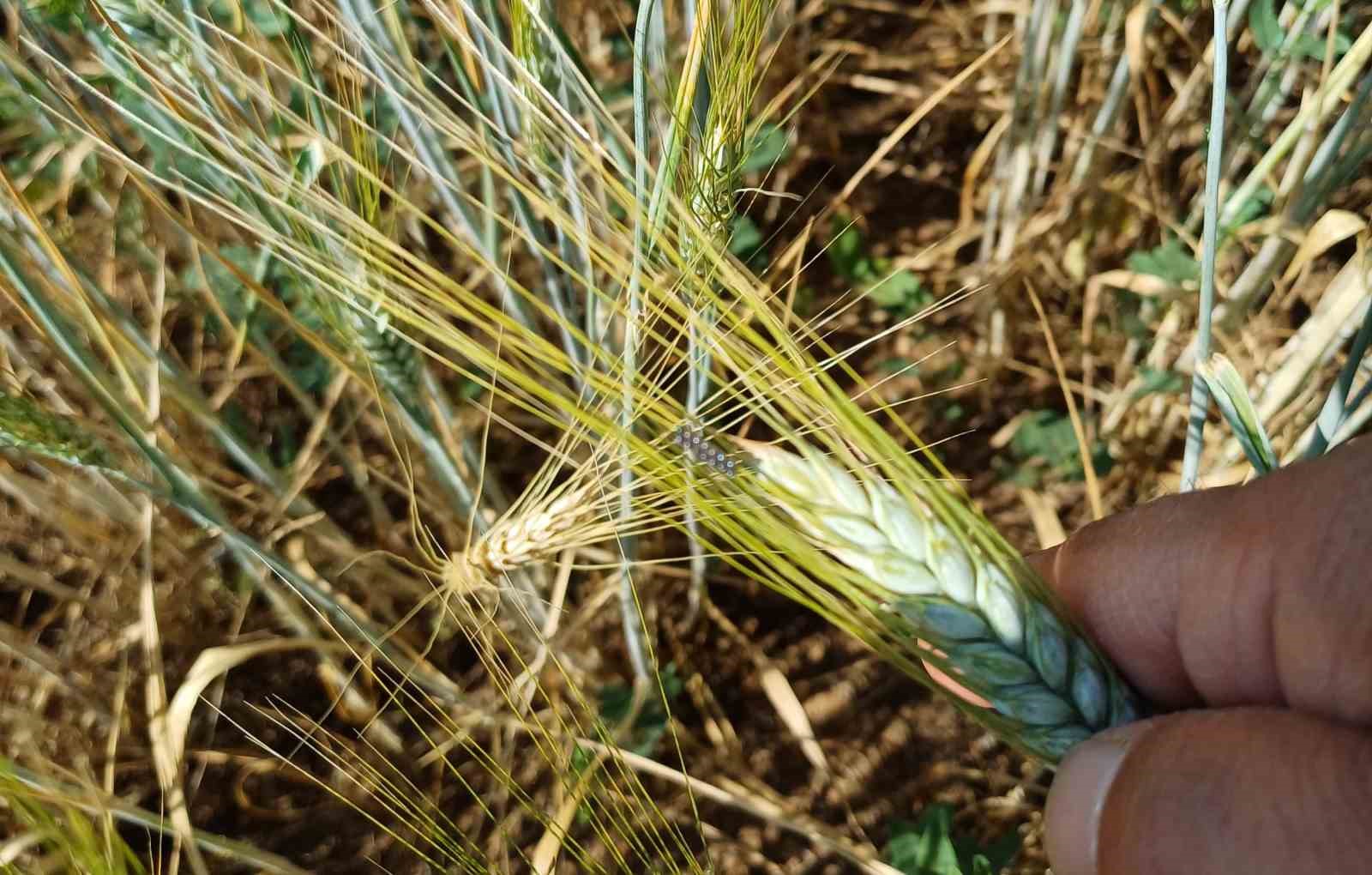 Beyşehir&rsquo;de hububat ekili alanlara yakın takip
