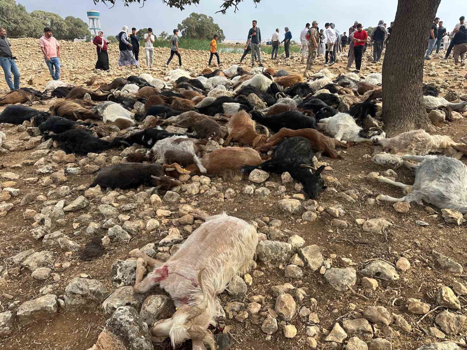 Şırnak’ta yıldırım isabet eden 95 küçükbaş hayvan telef oldu