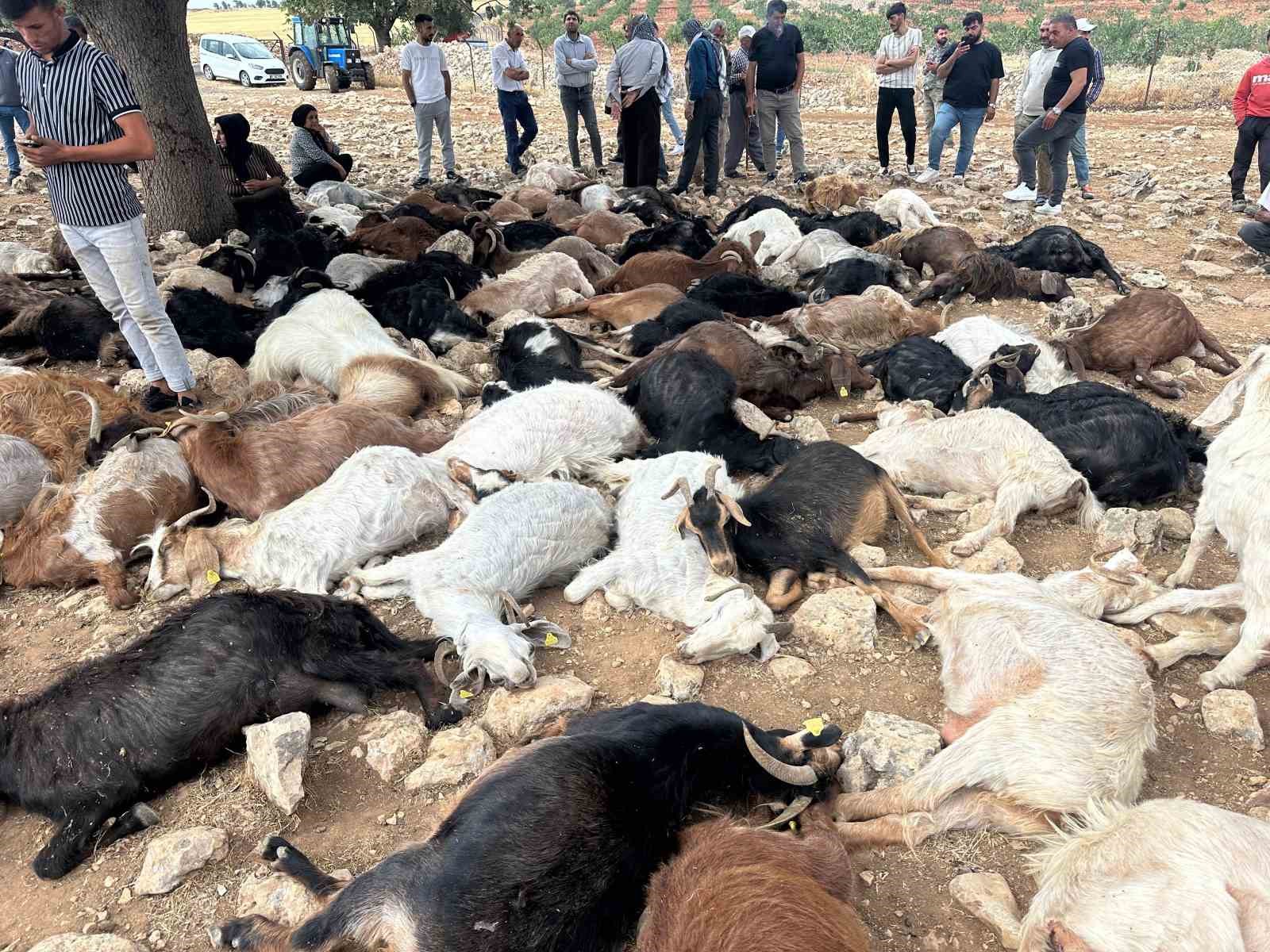 Şırnak&rsquo;ta yıldırım isabet eden 95 k&uuml;&ccedil;&uuml;kbaş hayvan telef oldu
