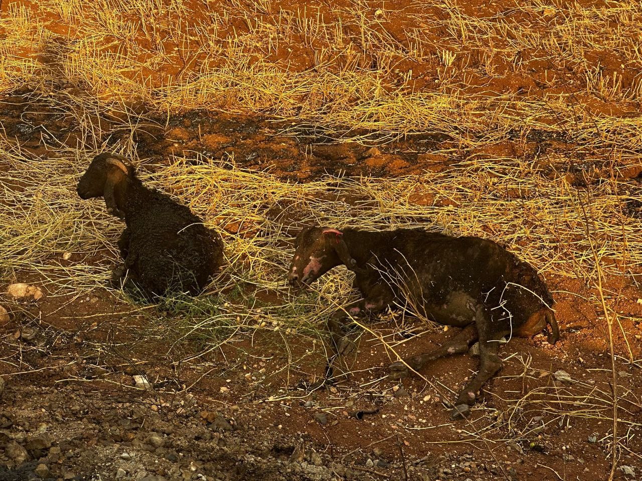 Araban Ovası’nda buğday tarlalarında yangın: 500 dönüm ekili alan kül oldu