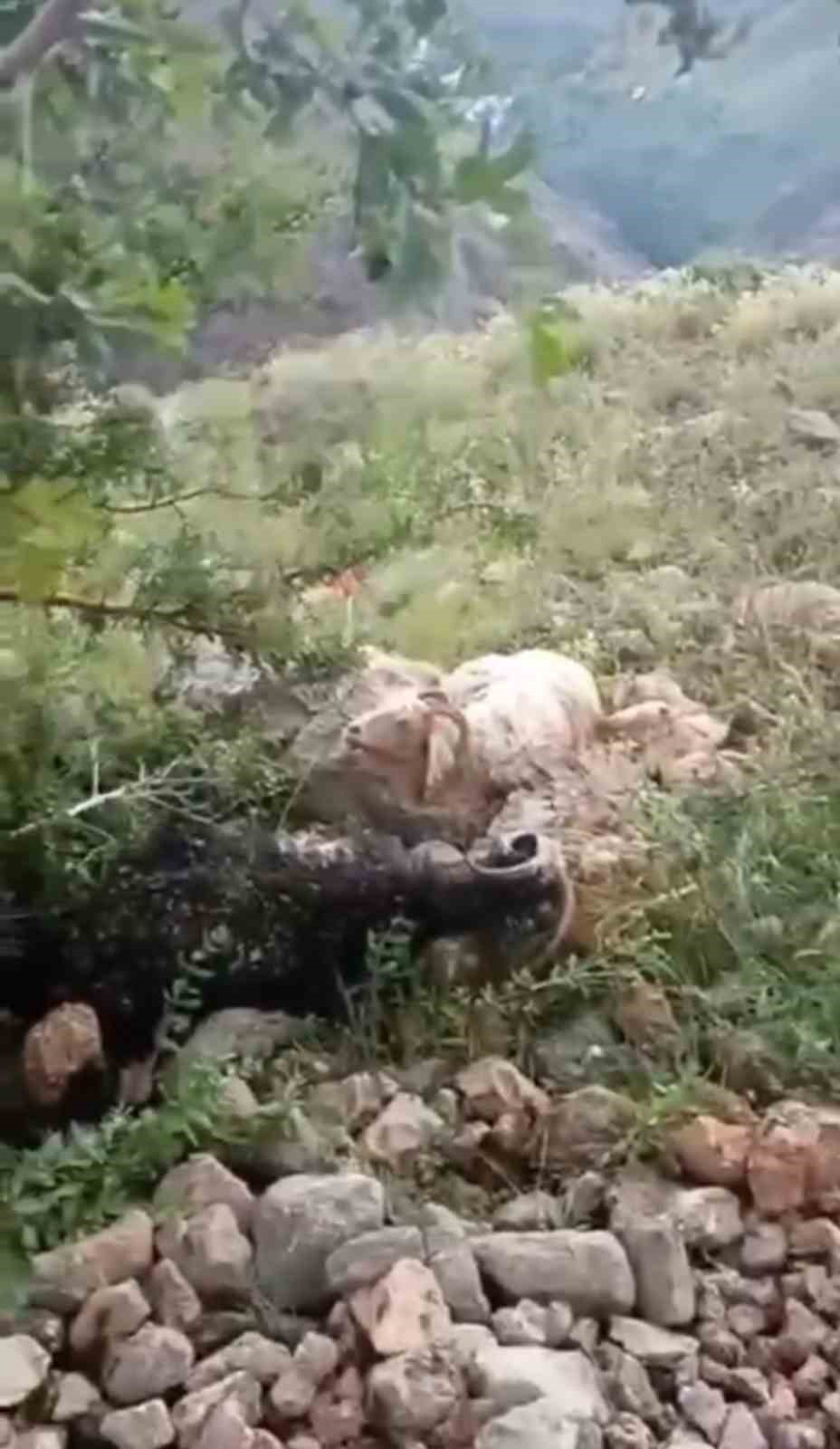 Y&uuml;ksekova&rsquo;da s&uuml;r&uuml;n&uuml;n &uuml;zerine yıldırım d&uuml;şt&uuml;: 8 koyun telef oldu, &ccedil;oban yaralandı
