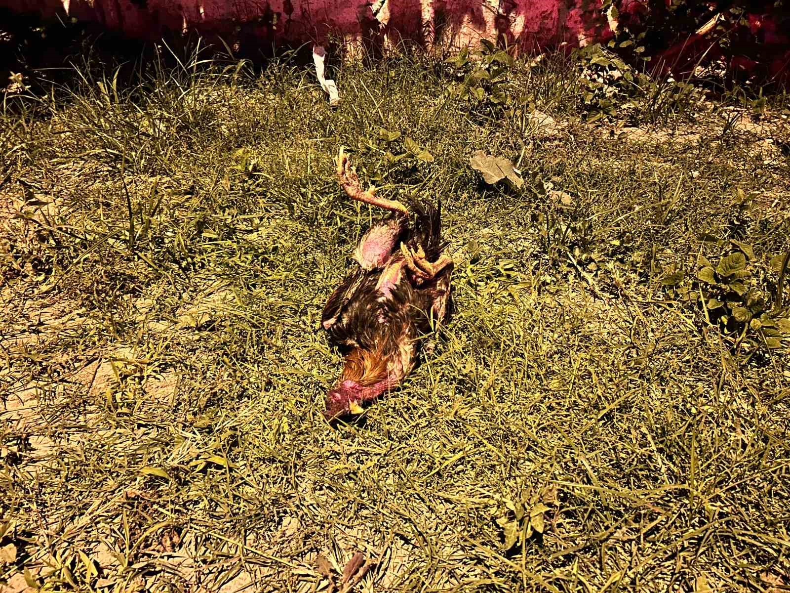 Kazada telef olan horoz için kalp masajı yaptı