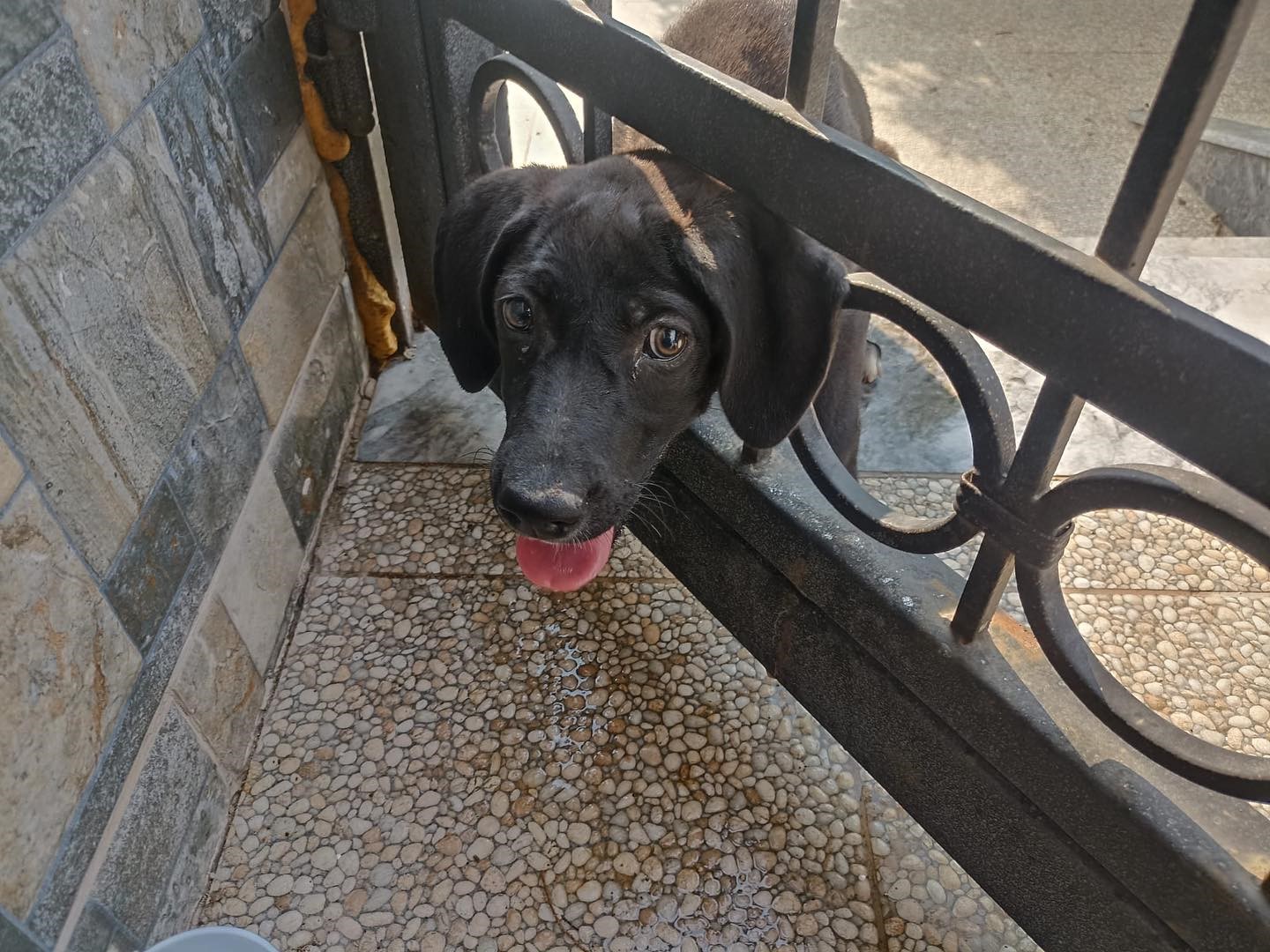 Arsuz’da kafasını korkuluğa sıkıştıran köpeği itfaiye kurtardı