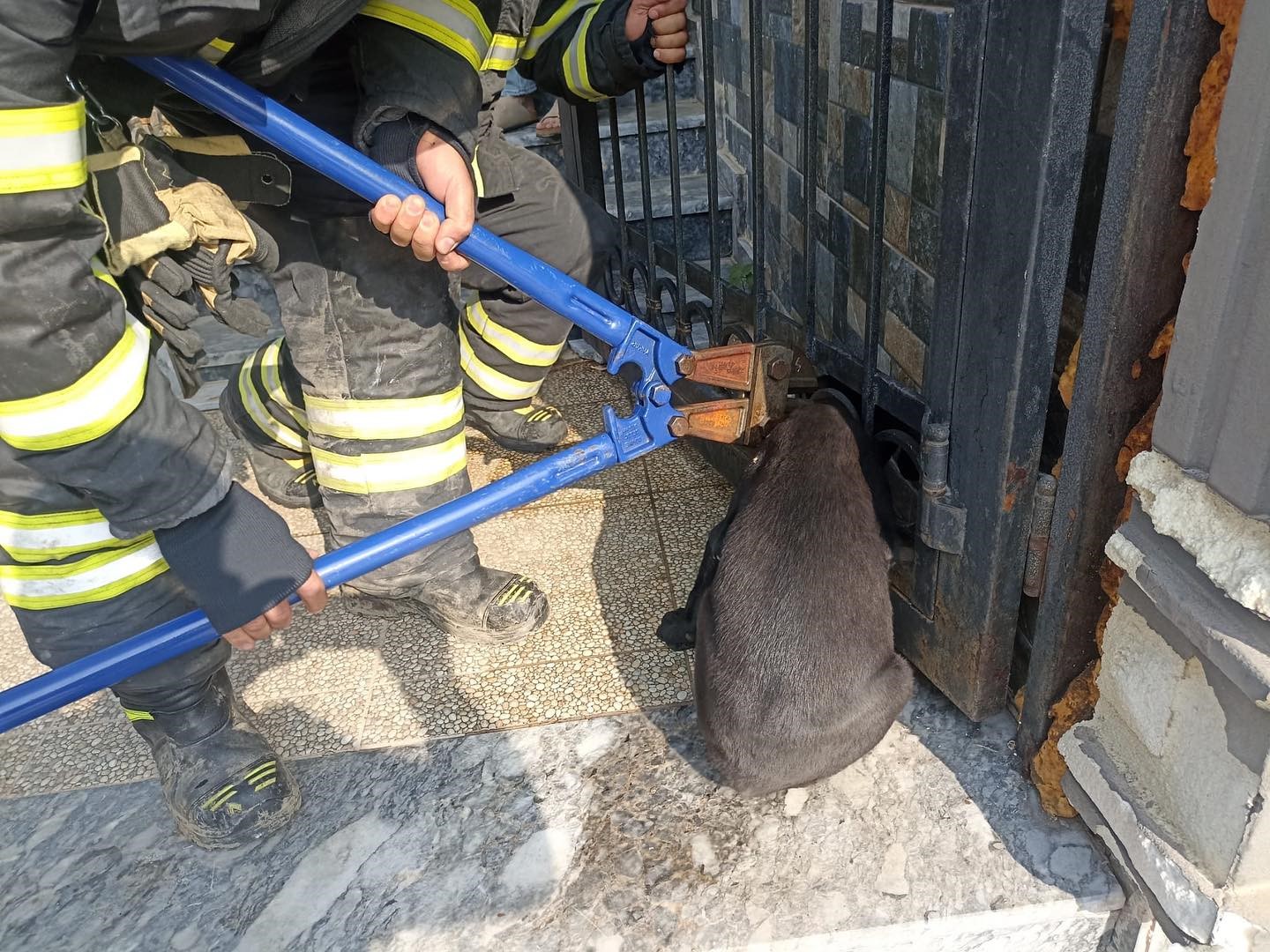 Arsuz’da kafasını korkuluğa sıkıştıran köpeği itfaiye kurtardı